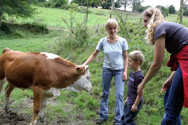 Annäherung von Kindern und Kühen