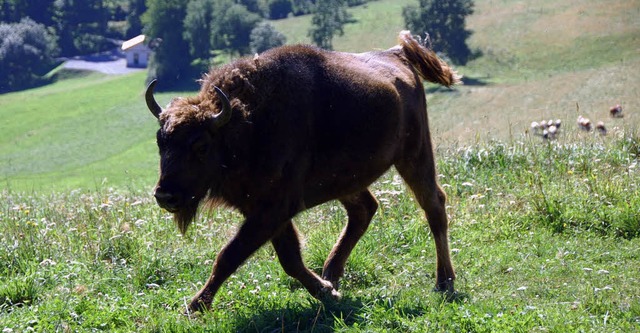 Pudelwohl fhlt sich offenkundig diese...ahre alte Nachwuchs-Bison in Gersbach. 