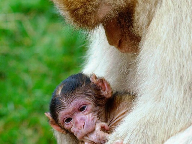 Die Berberaffenmama &#8222;Donna&#8220; mit ihrem Baby im Vogelpark  | Foto: privat