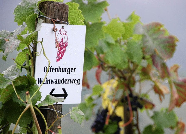 Der acht Kilometer lange Offenburger W...nntag, 7. September,  ganz besonders.   | Foto: Seller