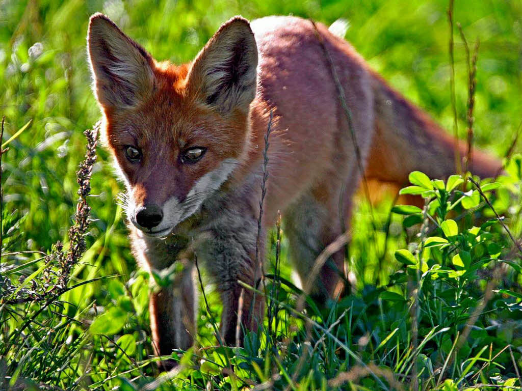 Die ersten Füchse tappen in die Falle Lörrach Badische Zeitung
