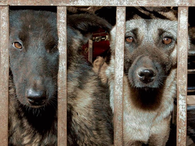 Diese Hunde warten auf einem chinesischen Markt auf die Schlachter.   | Foto: dpa