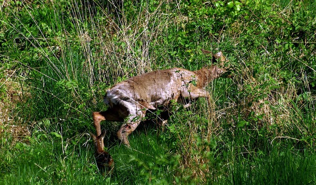 Immer wieder finden Jger Tiere, die von Hunden verletzt oder gettet wurden.   | Foto: BZ