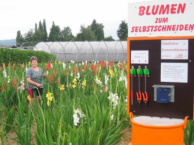 Neu in Ehrenkirchen: Das Blumenfeld vo...m Ort. Derzeit wachsen dort Gladiolen.  | Foto: Miriam Dippe
