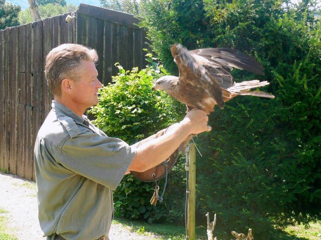 Falkner Gisbert Kasten hier mit dem dreijhrigen Milano.  | Foto: Bleckmann