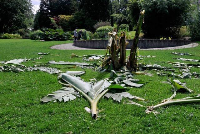 Schden im Botanischen Garten aufgeklrt