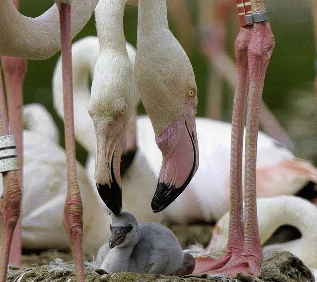 Dem Flamingonachwuchs im Zolli geht es bestens.   | Foto: Zoo Basel