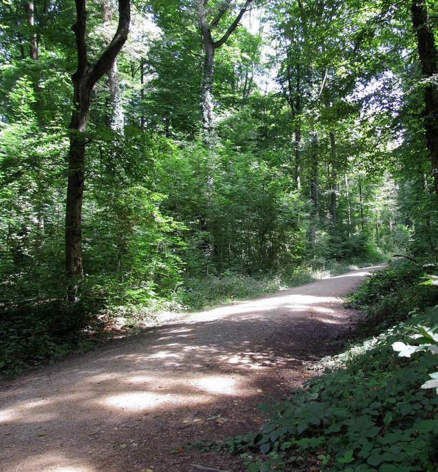 Lrrachs Wald ist Mischwald 