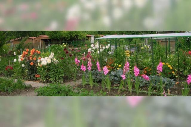 Gemse aus dem eigenen Garten – in Huningue hat das Tradition