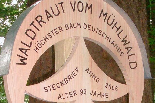 Freiburger Douglasie ist der hchste Baum im Land