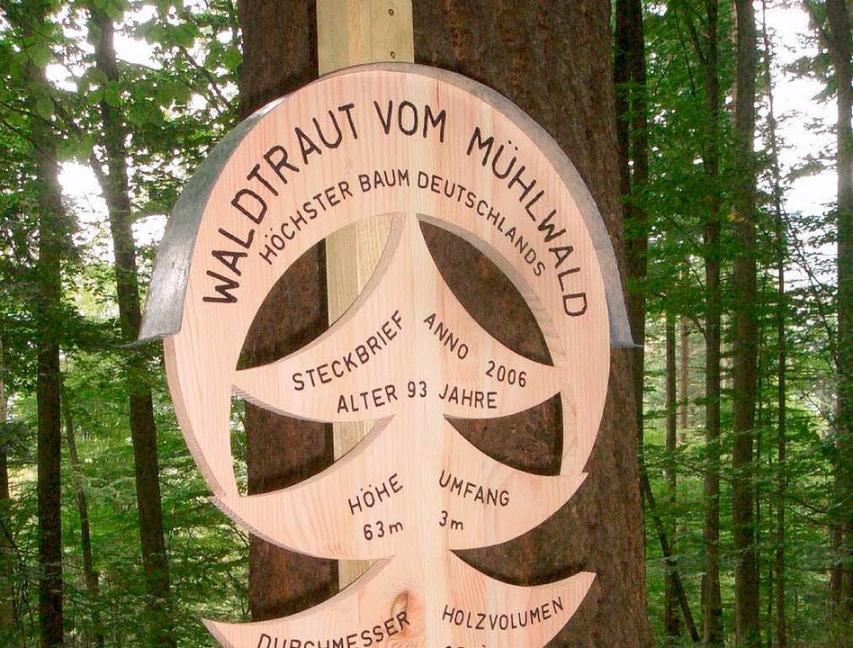 Freiburger Douglasie ist der höchste Baum im Land Freiburg Badische