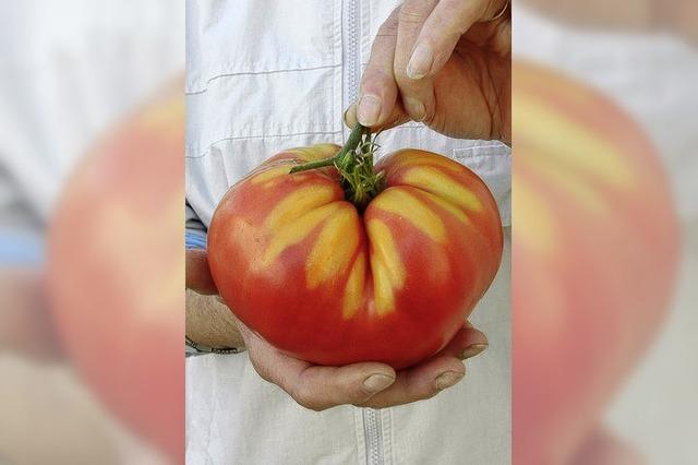 Tomate bringt 750 Gramm auf die Waage
