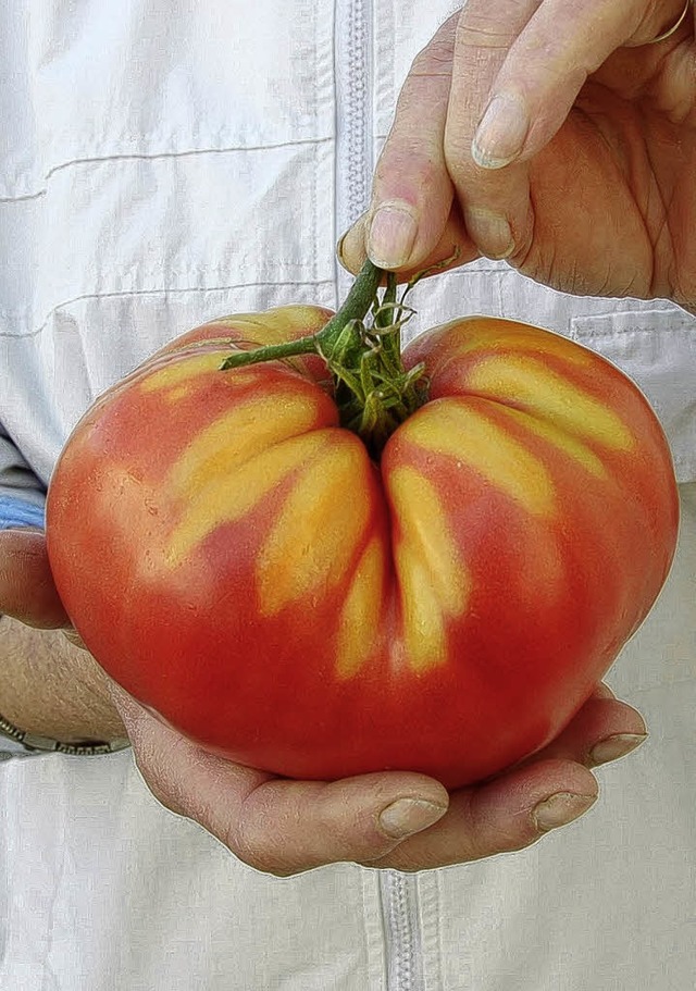 Fast zu gro fr eine Hand: Die 750-Gr... von Christa Rieder aus Grafenhausen.   | Foto: K. Meyer