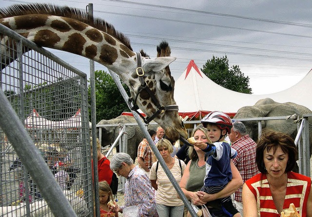 Bei der  Elefantenftterung   gingen a...Giraffe frisst dem Kind aus der Hand.   | Foto: Thomas Loisl Mink