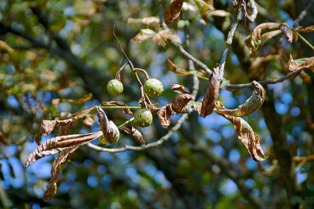 Motte macht den Sommer zum Herbst