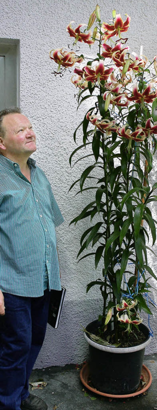 Werner Ebser und seine Prachtlilie Scheherazade   | Foto: Karin Maier