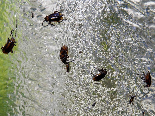 76 Maiswurzelbohrer gingen Ende Juli bei Mahlberg in die Falle.  | Foto: dpa