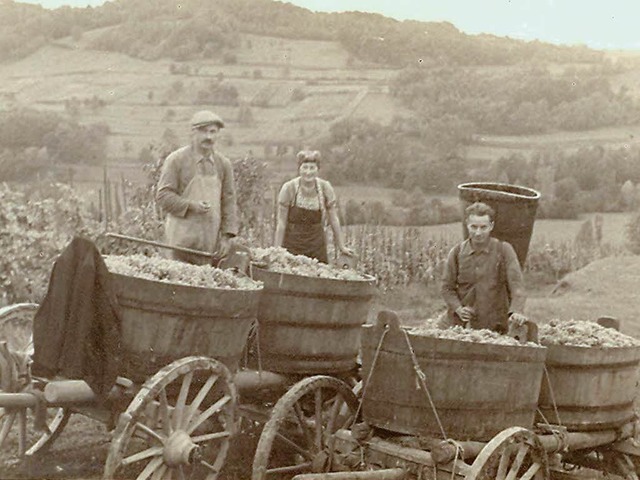 Historischer Rckblick: Die Weinlese frherer Jahre.  | Foto: privat