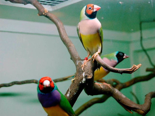 Exoten aus 58 Vogelarten wurden in der Stadthalle Zell gezeigt  | Foto: Paul Berger