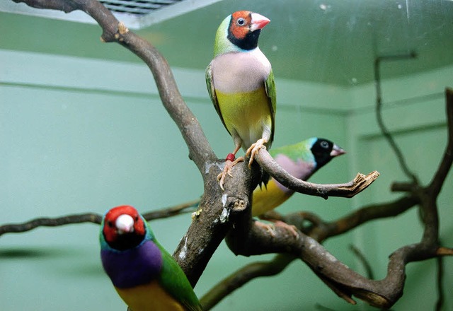 Bei der Vogelausstellung in der Zeller...undern aus insgesamt   58 Vogelarten.   | Foto: Paul Berger
