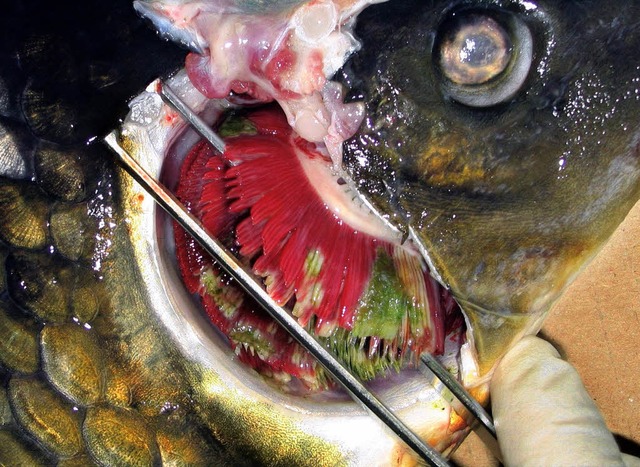 Die Fische sterben an Blutungen in den Kiemen.   | Foto: dpa