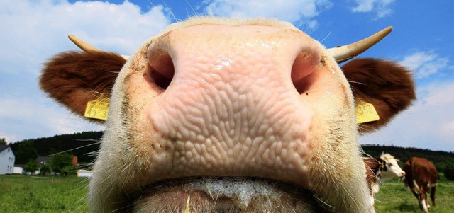 Alle Rindviecher emittieren  das klima...hr Nahrung als konventionelle Tiere.    | Foto: DPA