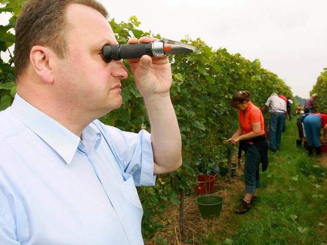 Der Offenburger Brgermeister Dieter E... der Trauben der Sorte &quot;Findling.  | Foto: dpa