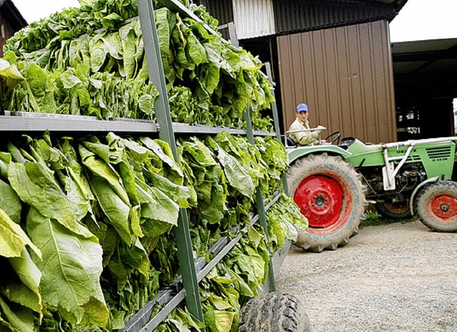 Die Ernte von 500 Hektar Tabakfeldern wird im Ried eingefahren. 