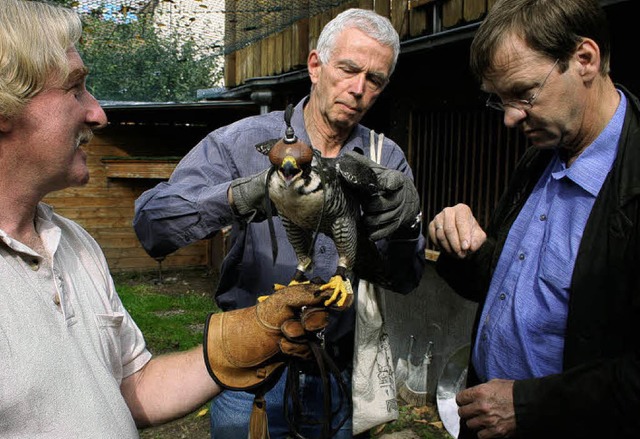 DNA-Tests bei den Falken von Heinz Wer...f Abstammungsmerkmale zu untersuchen.   | Foto: Karin Heiss