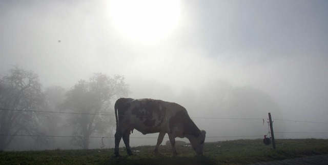 Morgens noch ist die Kuh auf der Weide in Horben<ppp></ppp>   | Foto: ARCHIV/Tanja Bury