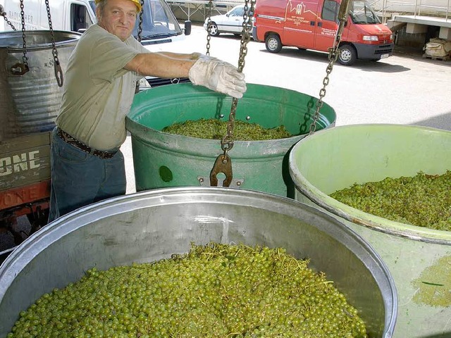 Die Lese von Trauben fr den &quot;Neu...hen Winzerkeller in Breisach begonnen.  | Foto: Gerold Zink