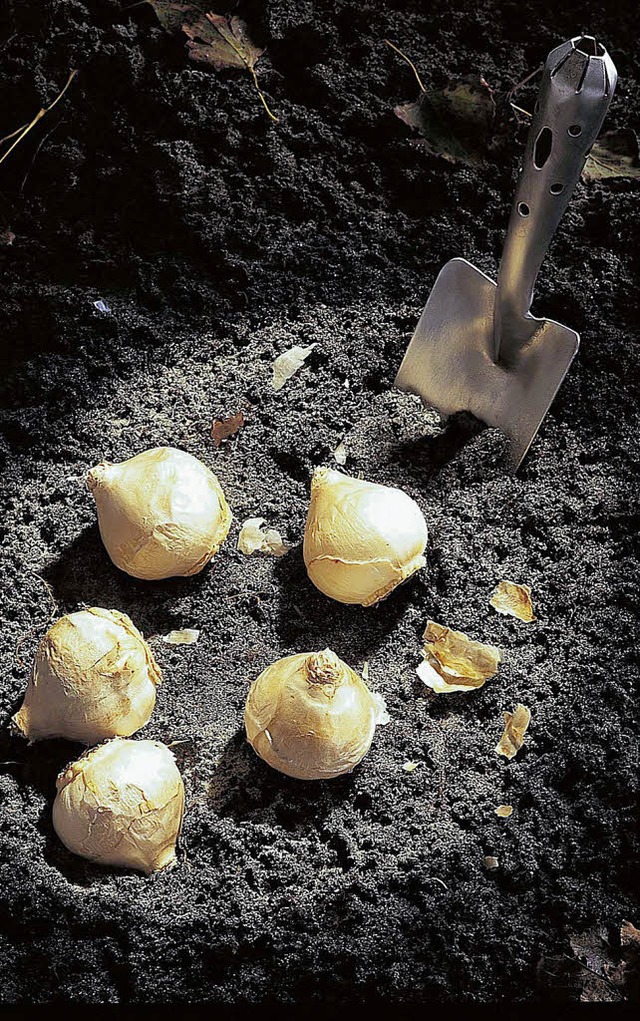 Bodenschtze der besonderen Art sind B... sondern im Boden eingegraben werden.   | Foto: izb