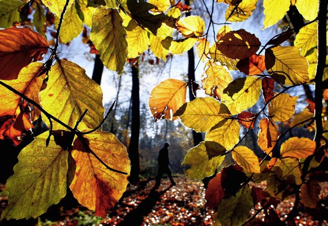 Goldene Farben, raschelnde Bltter: Der Herbst hat seinen Reiz.   | Foto: Koch