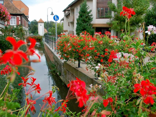 Beliebtes Ziel der Vandalen: Der Ettenheimer  Blumenschmuck  | Foto: Katharina Meyer