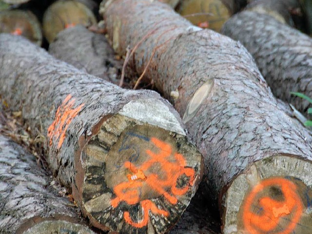 Das Holzgeschft brachte der Stadt St...uerordentlich gutes Betriebsergebnis.  | Foto: Dietmar Noeske