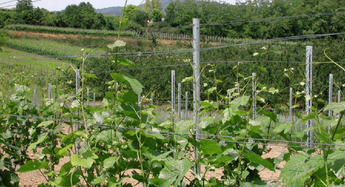 Verkostet werden knnen beim  Hahlerai... Tropfen aus Gottenheimer Weinbergen.   | Foto: ehret
