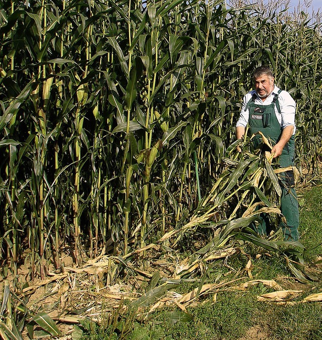 <Bildtext>Die ersten beiden Reihen der...sauen am Mais gtlich tun.</Bildtext>   | Foto: Christa Maier