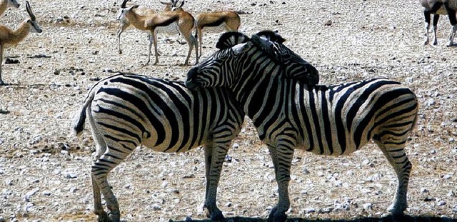 Ganz nah   knnen  Besucher im   Etosh...k in Namibia  zahlreiche Tiere sehen.   | Foto: Privat