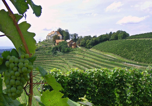 In Reben gebetttet: Schloss Staufenberg   | Foto: pascal Cames