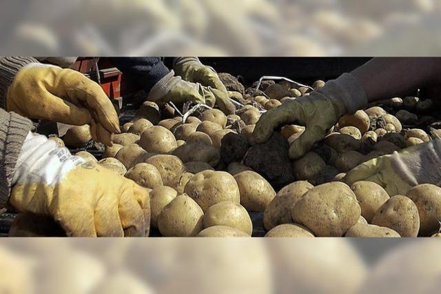 Hauptschüler lernen alles über den Kartoffelanbau