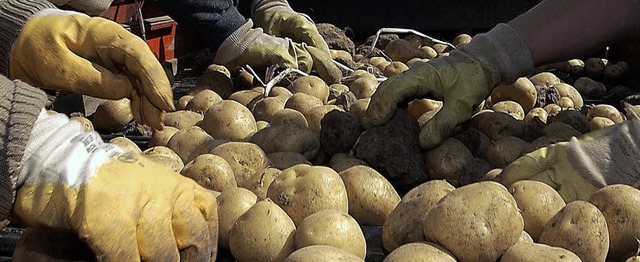 Vom Anbau bis zur Zubereitung:  Die Mi...t ber Kartoffeln bestens Bescheid.     | Foto: ddp