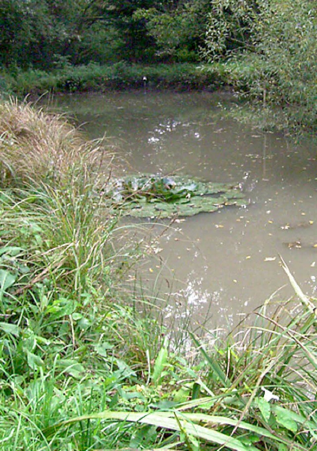 Vergleichsweise naturbelassen ist der ...ingen, der durch ein FFH-Gebiet fhrt.  | Foto: Scheuble