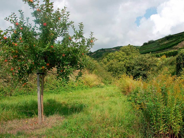 Natur erleben sollen vor allem Kinder auf  zwei neuen Themenpfaden  in Ihringen.  | Foto: Ulrike Ehrlacher-Doerfler