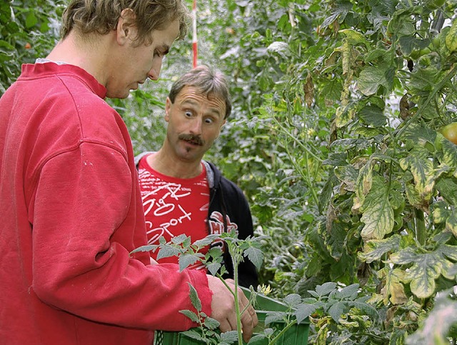 Alles Tomate: Prfer und Prfling in der Grtnerei Berg    | Foto: Markus Maier