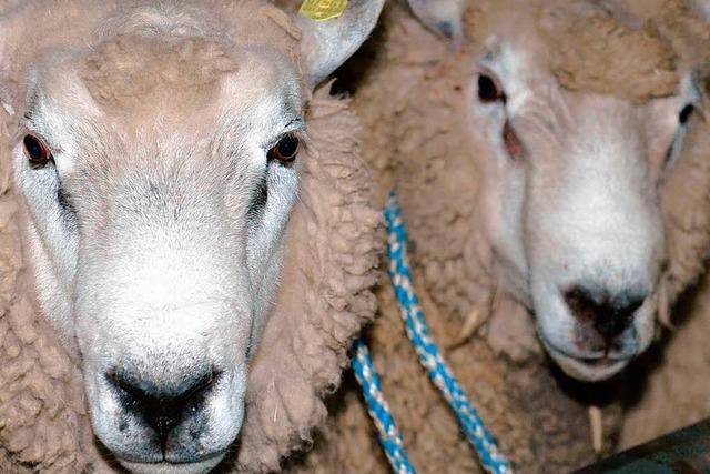 Dieb klaut in Kappel zwei Merino-Schafe