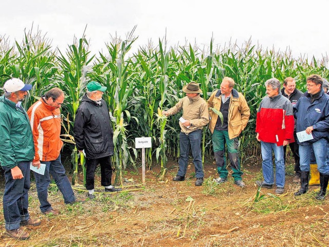 Der Mais gewinnt auf der Baar  an Bede...uen Maissorten auf dem Versuchsfeld.    | Foto: Bchle