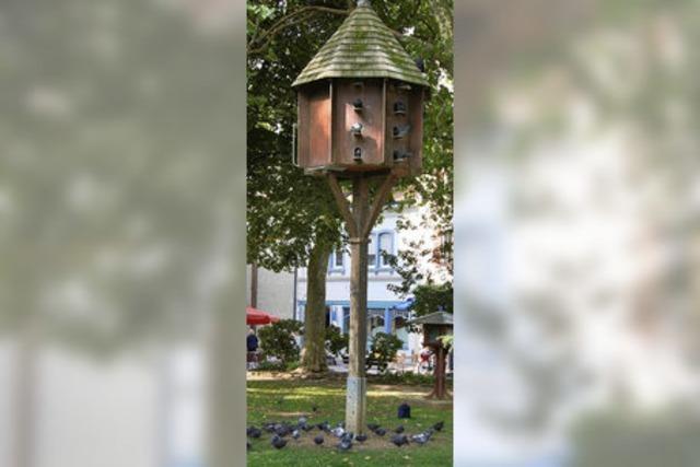 Tauben bleiben im Park