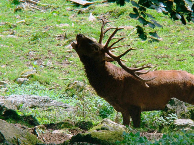 Friedolin, der Platzhirsch im Steinwasenpark  | Foto: steinwasenpark