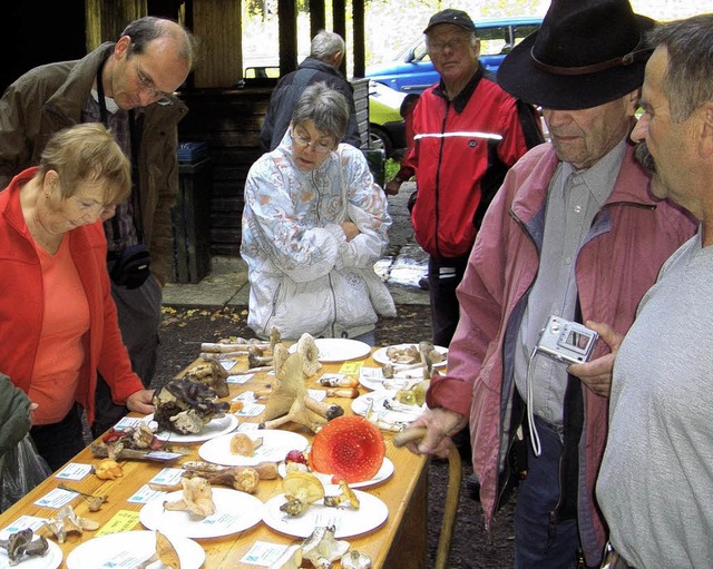 Pilzerlebnistag in Wehr  | Foto: bz