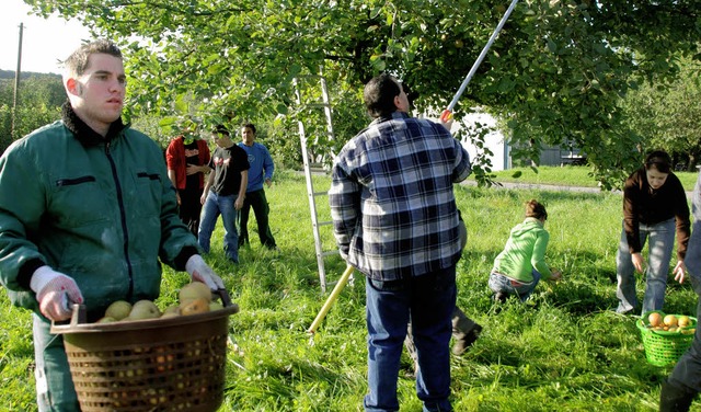 Ehrenamtlicher Ernteeinsatz am Samstag in Endingen.   | Foto: Roland Vitt